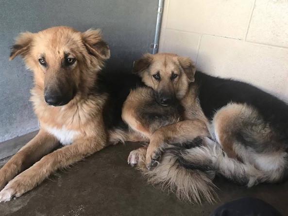 Dog Bffs Won't Let Go Of Each Other After Being Dropped Off ...